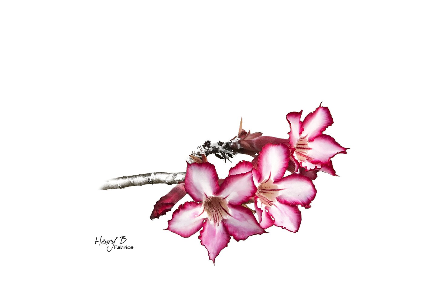 impala-lily-placemat-3